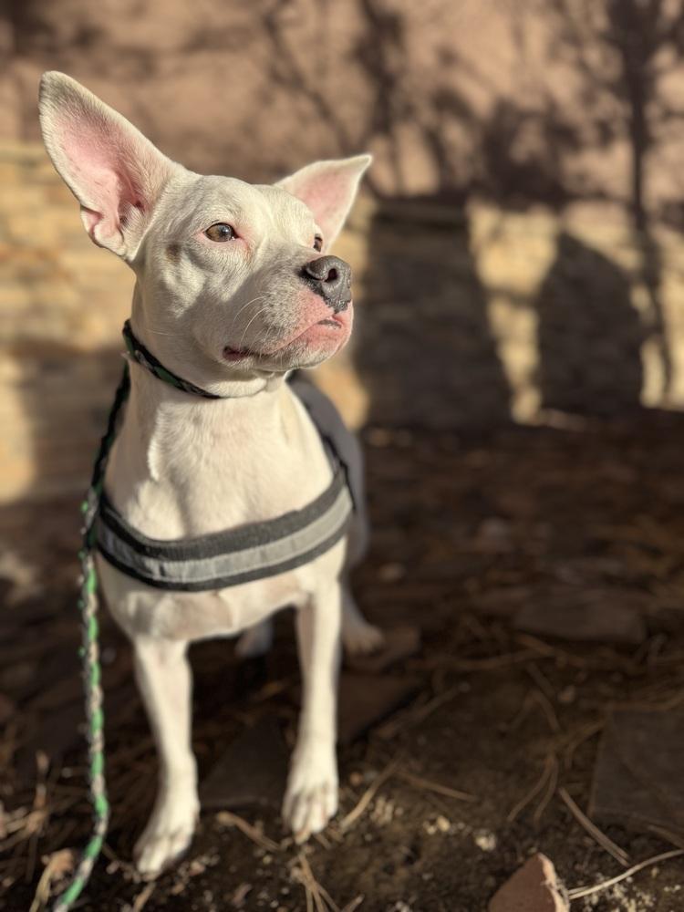 Enlarge Posie, a Adoptable mixed breed in Lafayette, CO image 6/6