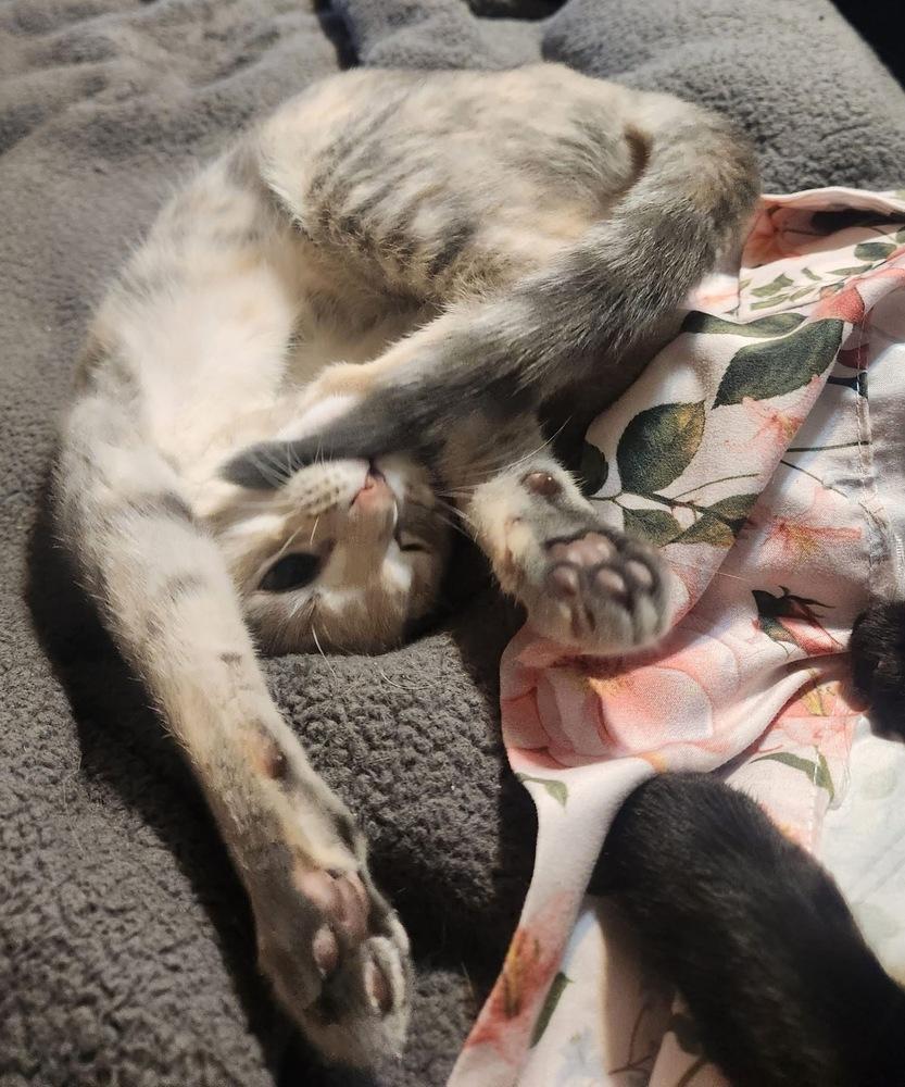 Marshmallow thumbnail 2