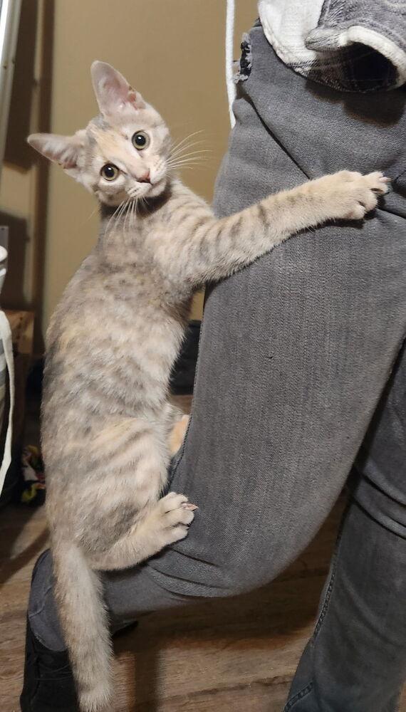 Marshmallow thumbnail 3