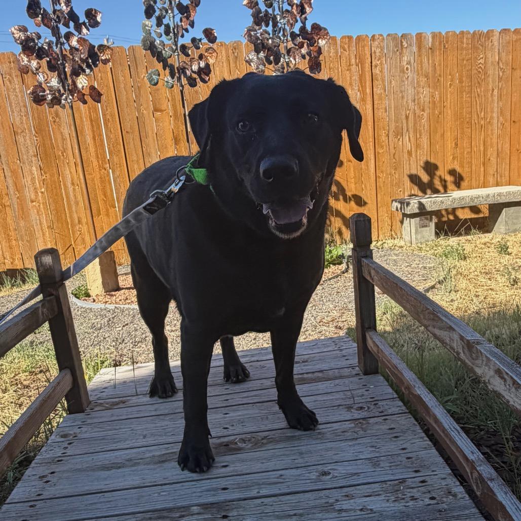 Presley, Adoptable, Adult Female Black Labrador Retriever.