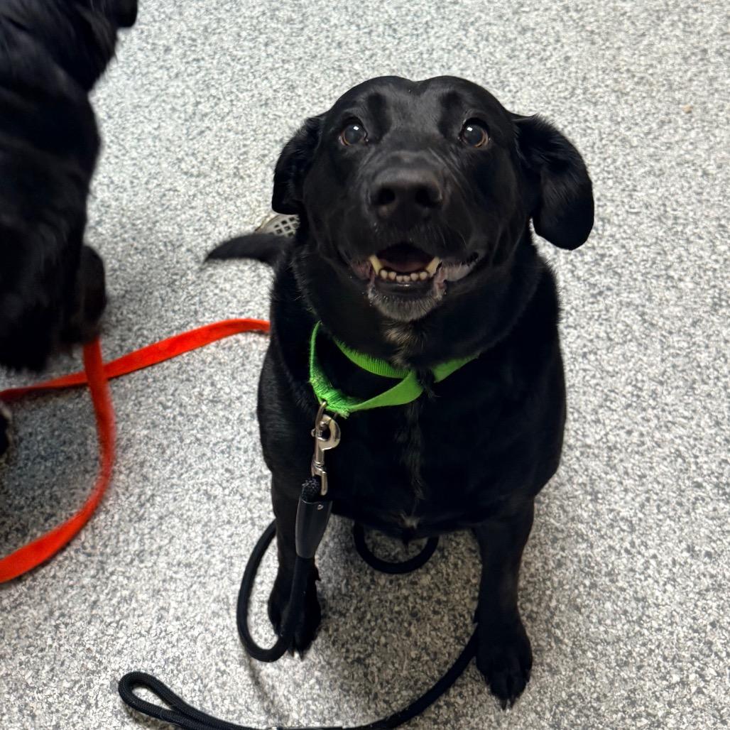 Enlarge Presley, a Adoptable Black Labrador Retriever in Cheyenne, WY image 3/6