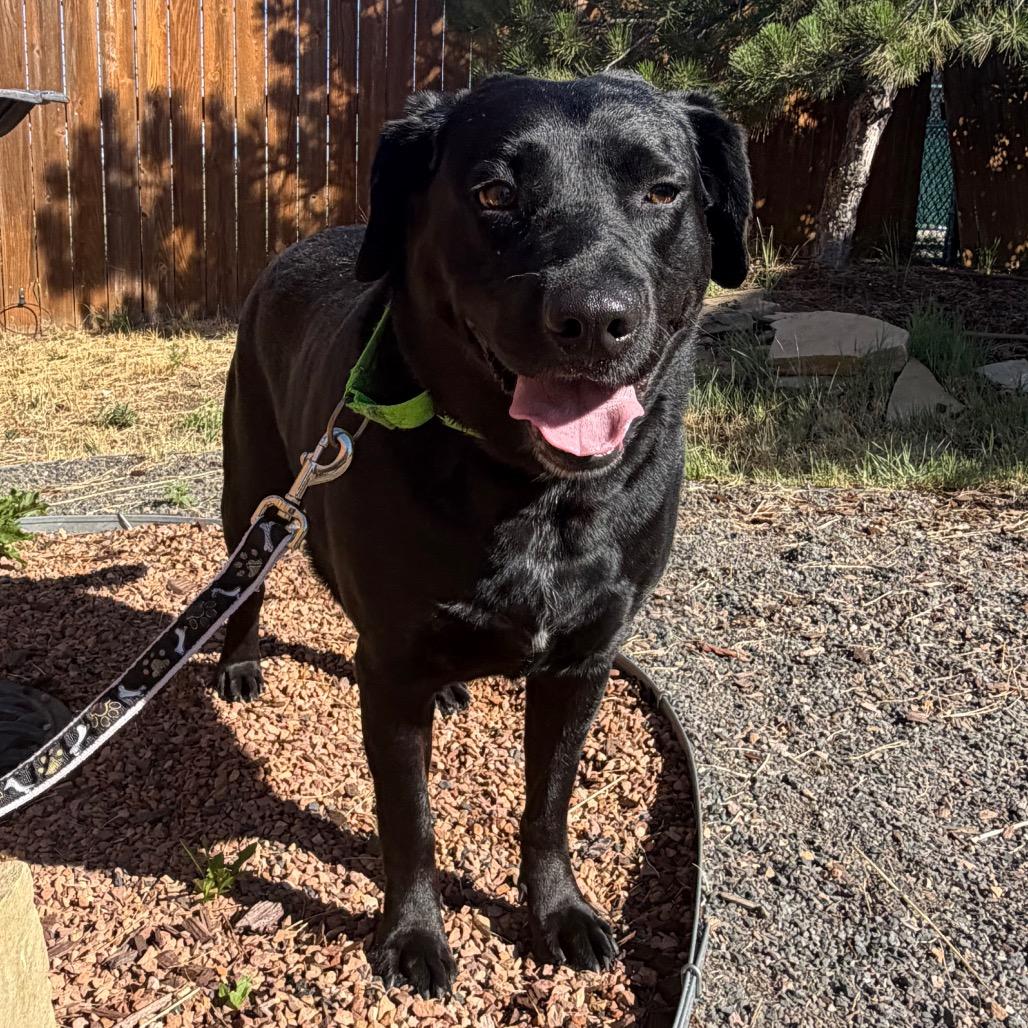 Enlarge Presley, a Adoptable Black Labrador Retriever in Cheyenne, WY image 4/6