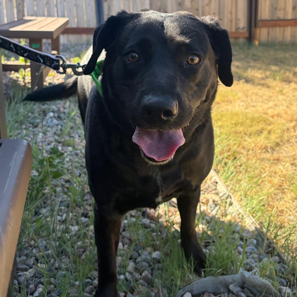 Enlarge Presley, a Adoptable Black Labrador Retriever in Cheyenne, WY image 5/6