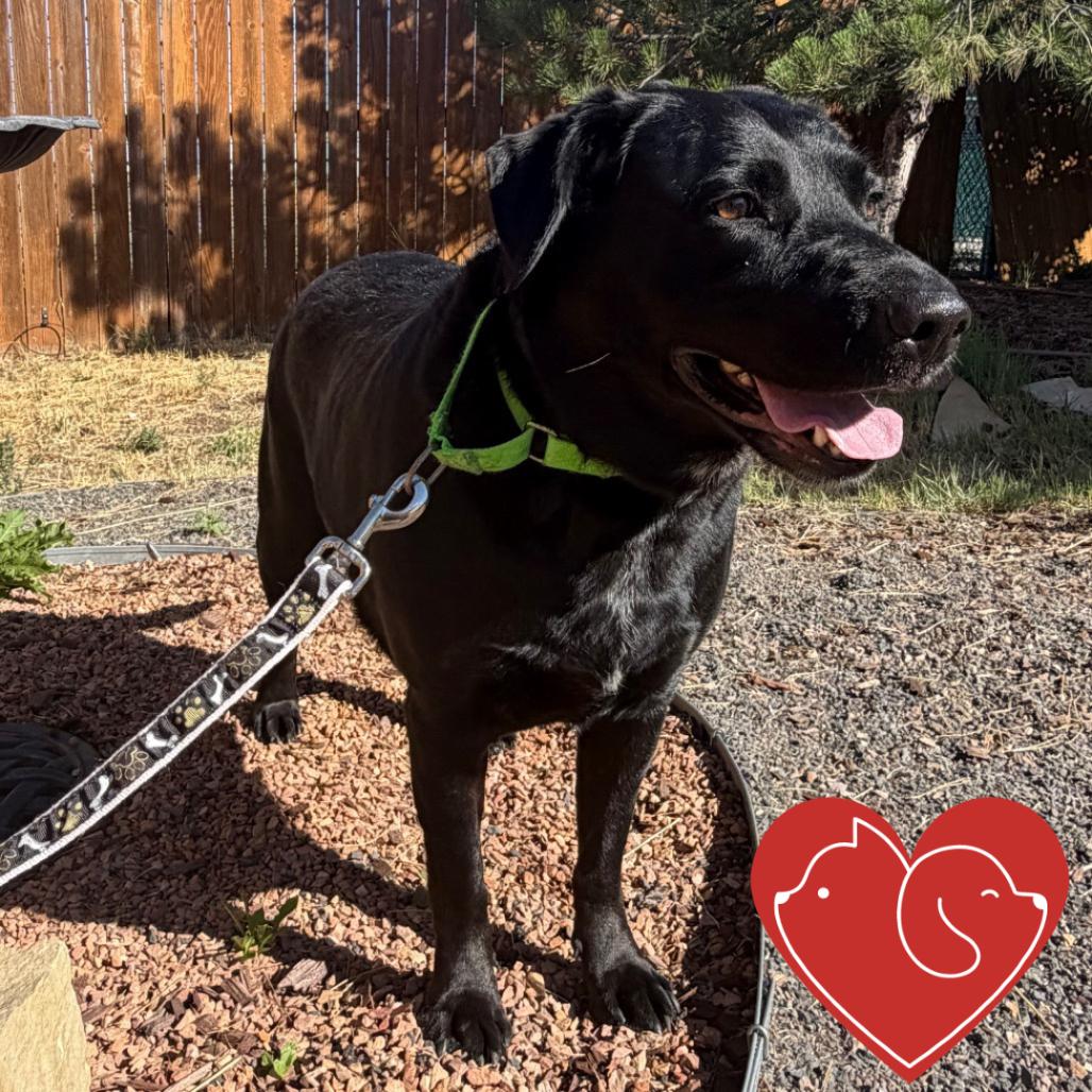 Presley, a Adoptable Black Labrador Retriever in Cheyenne, WY image 6/6
