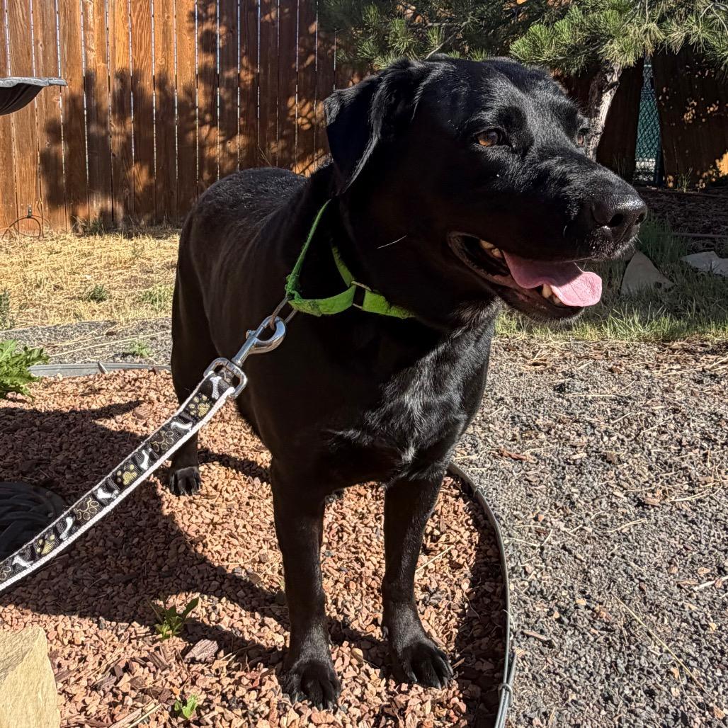 Enlarge Presley, a Adoptable Black Labrador Retriever in Cheyenne, WY image 6/6