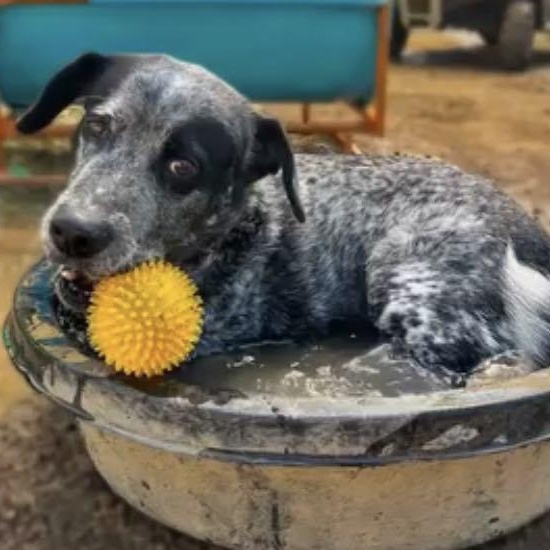 Magnum, a Adoptable mixed breed in Ridgefield, NJ image 3/6