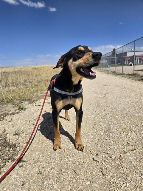 CALVIN, Adoptable, Adult Male Labrador Retriever & Mixed Breed.