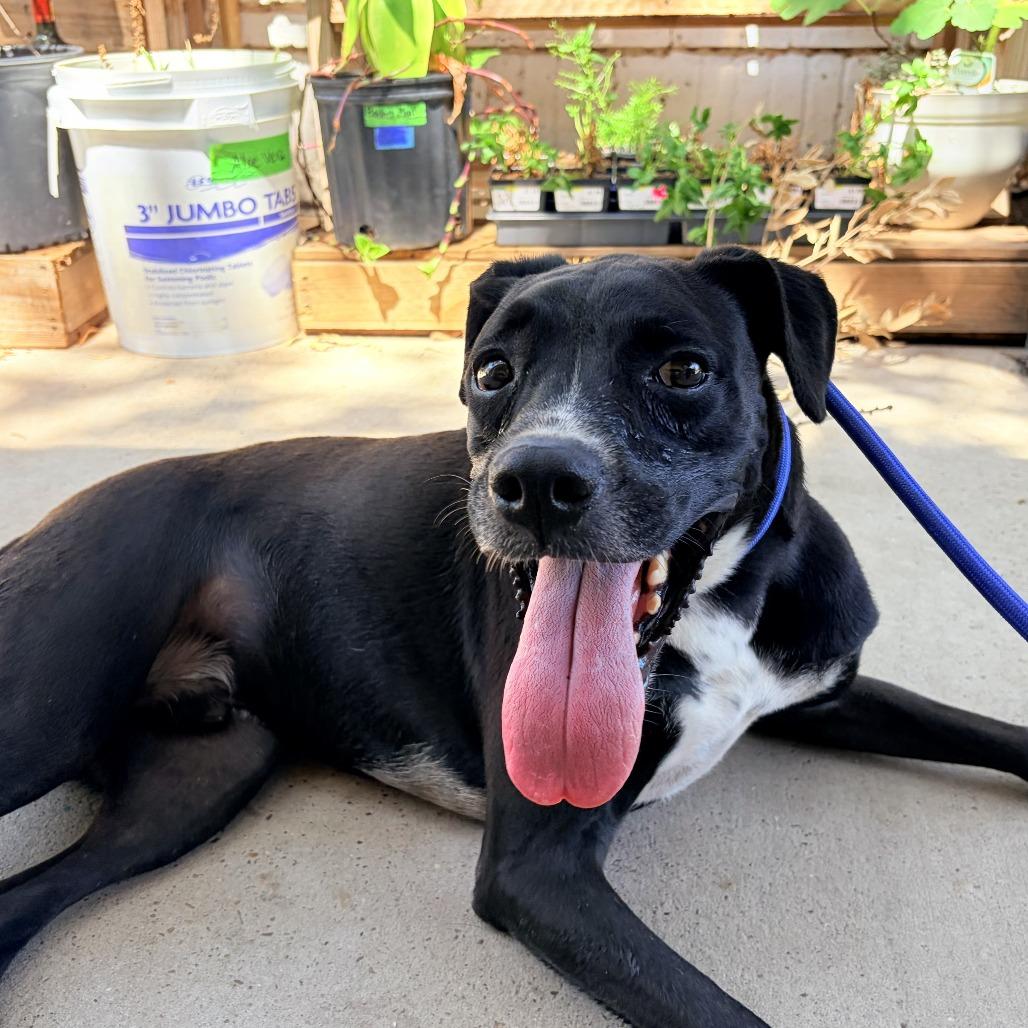 Enlarge Lucky, a Adoptable mixed breed in Laredo, TX image 2/6