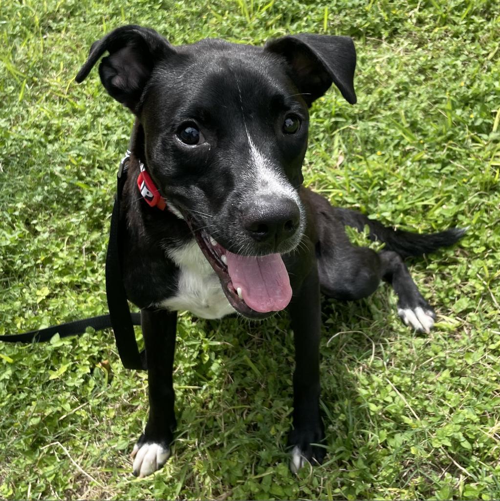 Lucky, a Adoptable mixed breed in Laredo, TX image 5/6