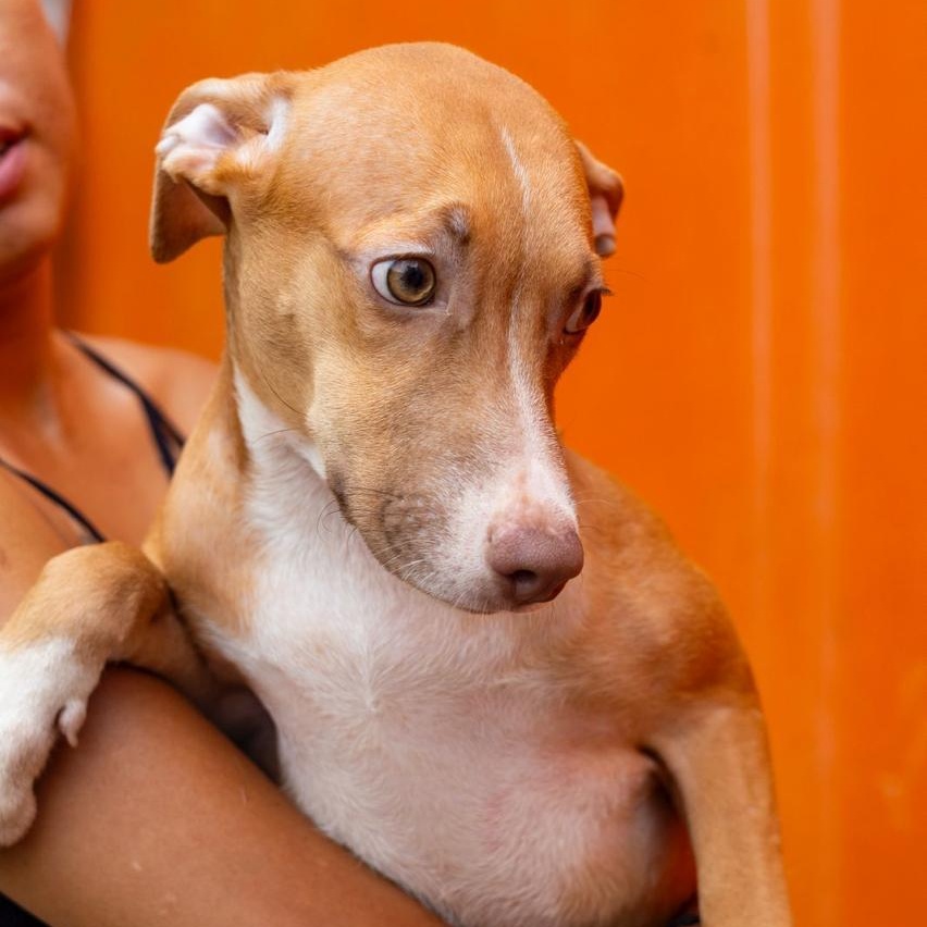 Maya, a Adoptable mixed breed in Williamsburg, ON image 2/4