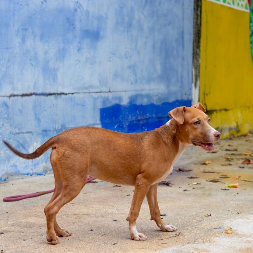 Maya, a Adoptable mixed breed in Williamsburg, ON image 3/4