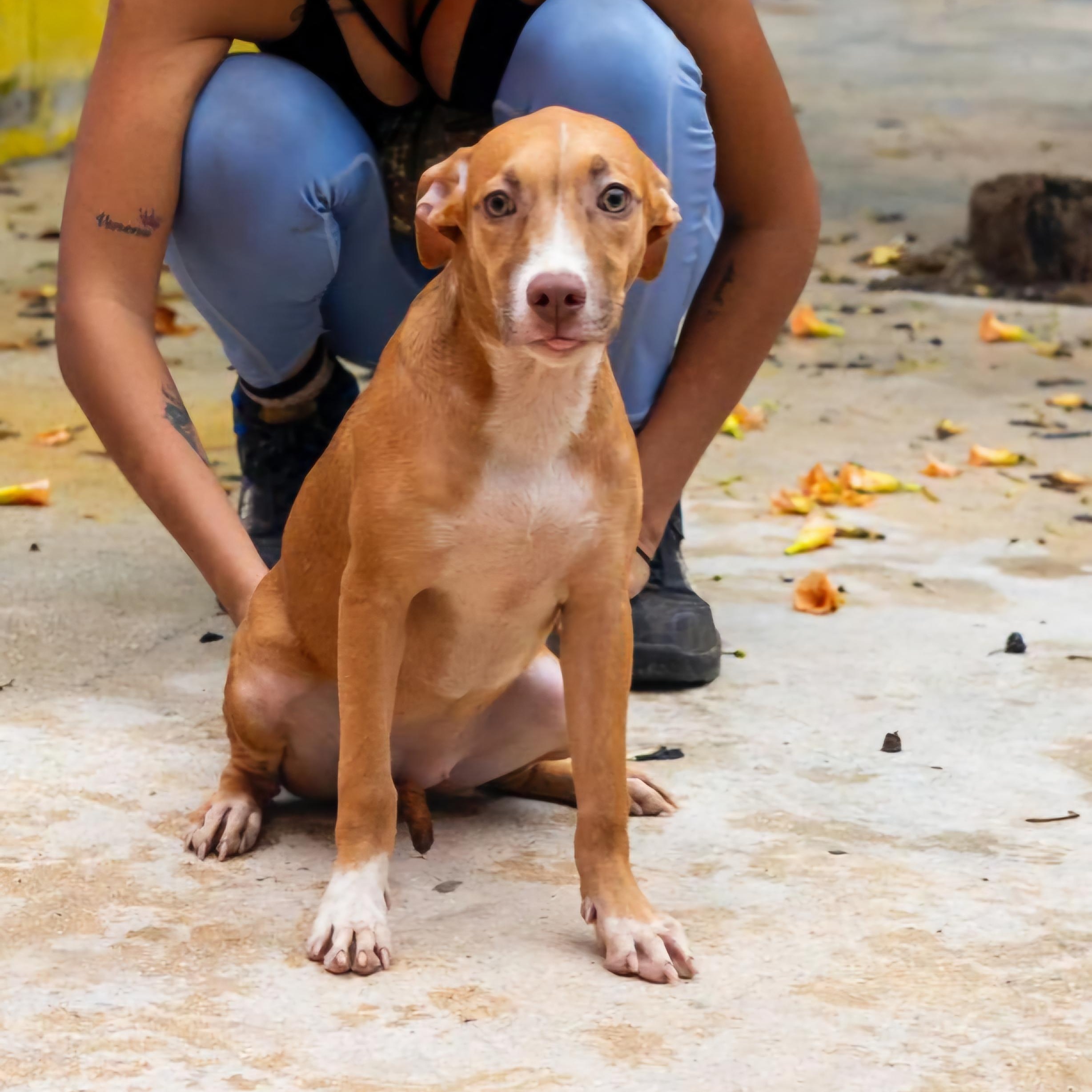 Maya, a Adoptable mixed breed in Williamsburg, ON image 4/4