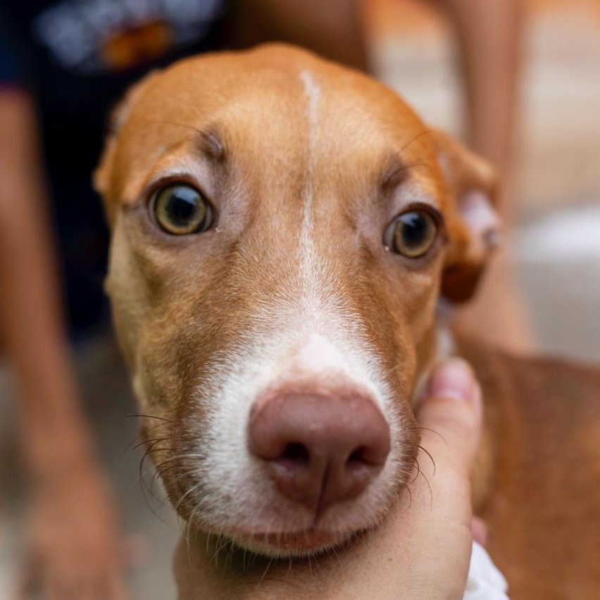 Maya, a Adoptable mixed breed in Williamsburg, ON image 1/4