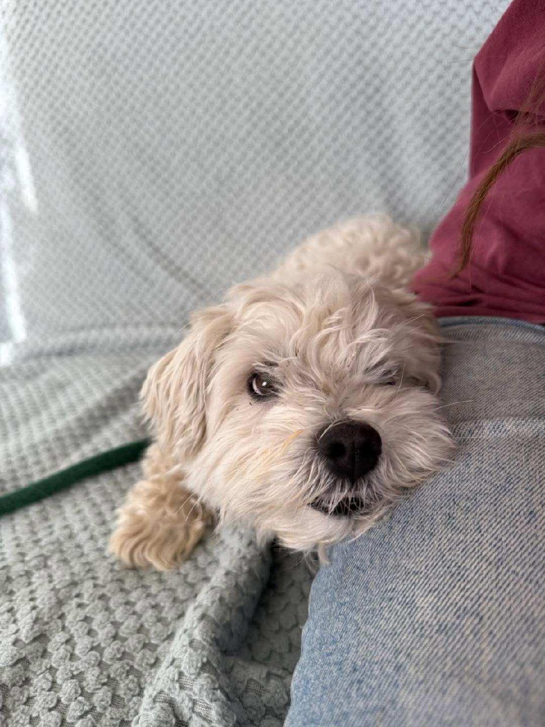 Enlarge Elvis, a Adopted mixed breed in Newport Beach, CA image 2/2