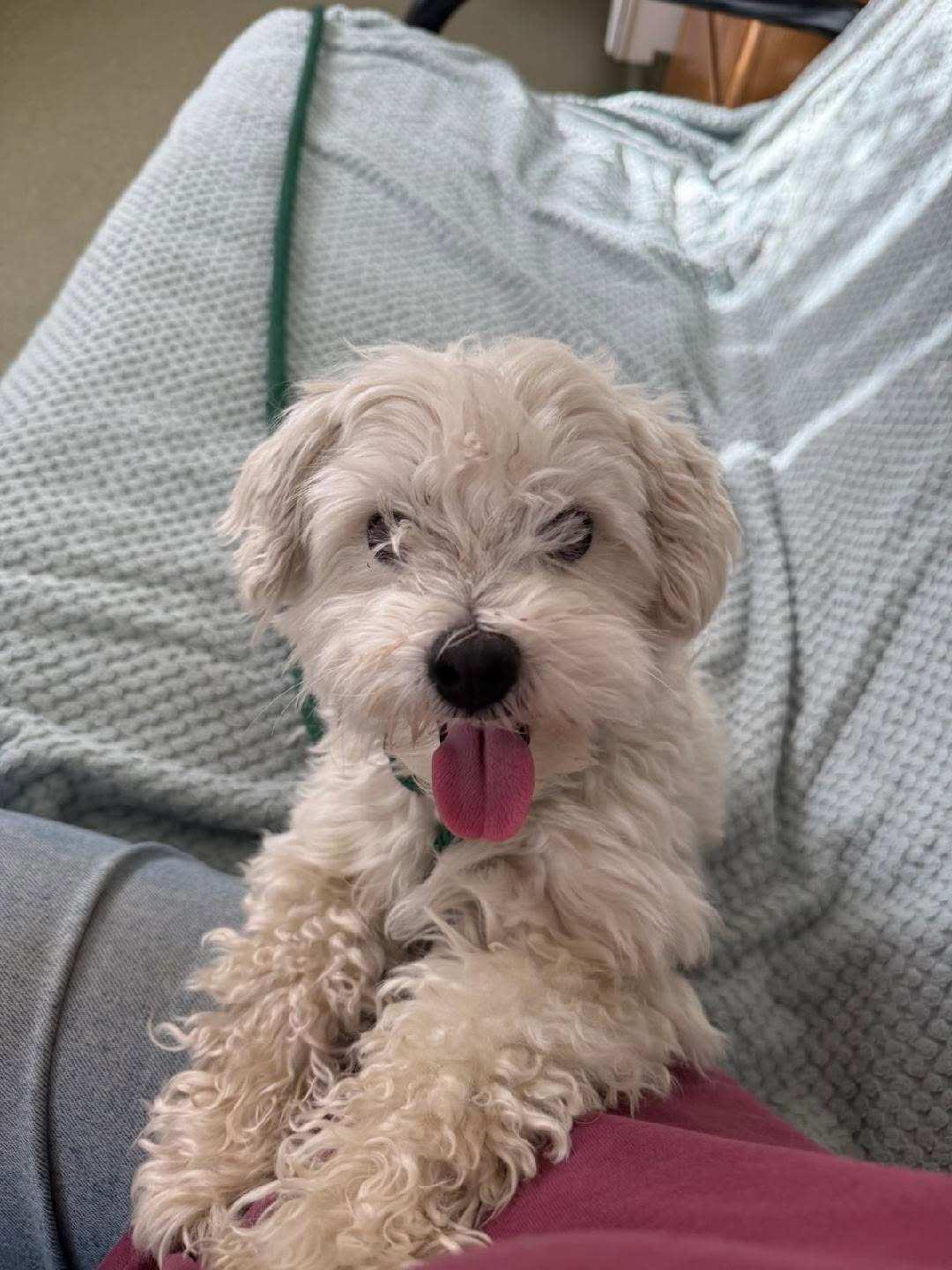 Elvis, Adopted, Adult Male Havanese & Maltese.