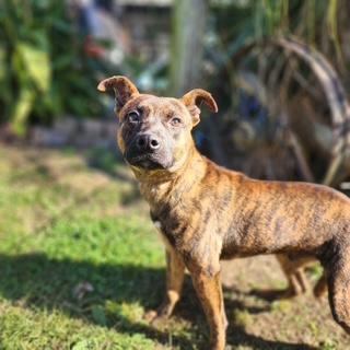 Bowie, Adoptable, Puppy Male Mountain Cur & Plott Hound.