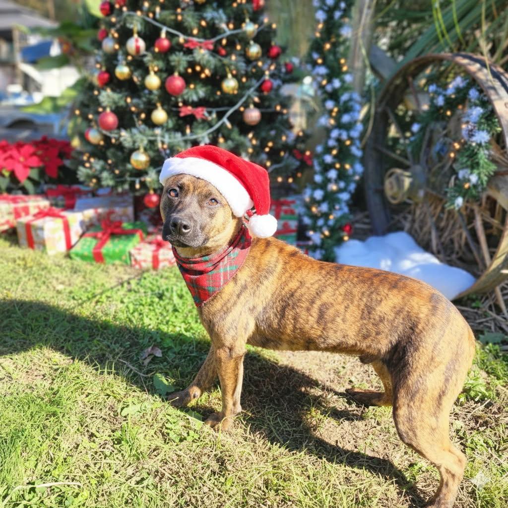 Bowie, Adoptable, Puppy Male Mountain Cur & Plott Hound.