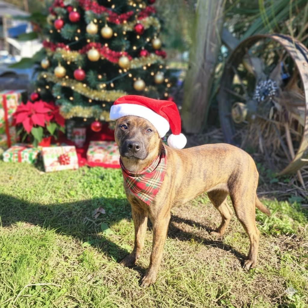 Bowie, a Adoptable mixed breed in Manhasset, NY image 2/4