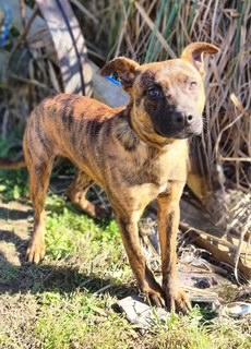 Bowie, a Adoptable mixed breed in Manhasset, NY image 3/4