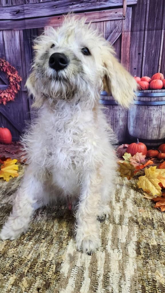 Shelby, Adopted, Young Male Schnauzer.