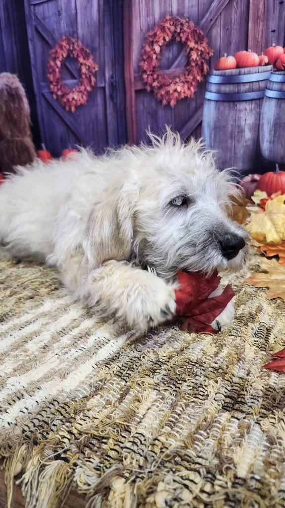 Shelby, a Adopted mixed breed in Bristol, WI image 2/6