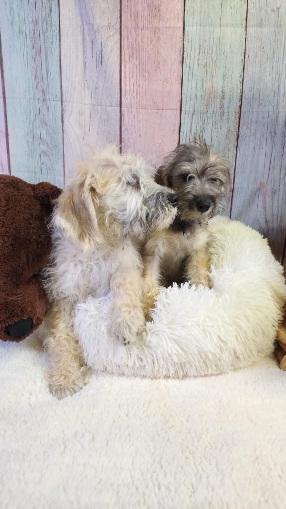 Shelby, a Adopted mixed breed in Bristol, WI image 3/6