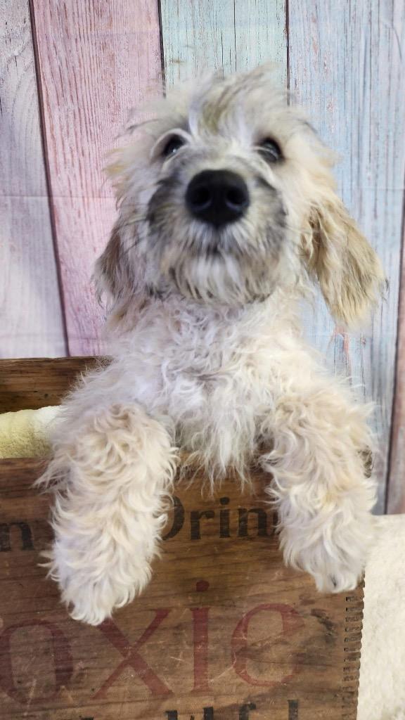 Shelby, a Adopted mixed breed in Bristol, WI image 4/6