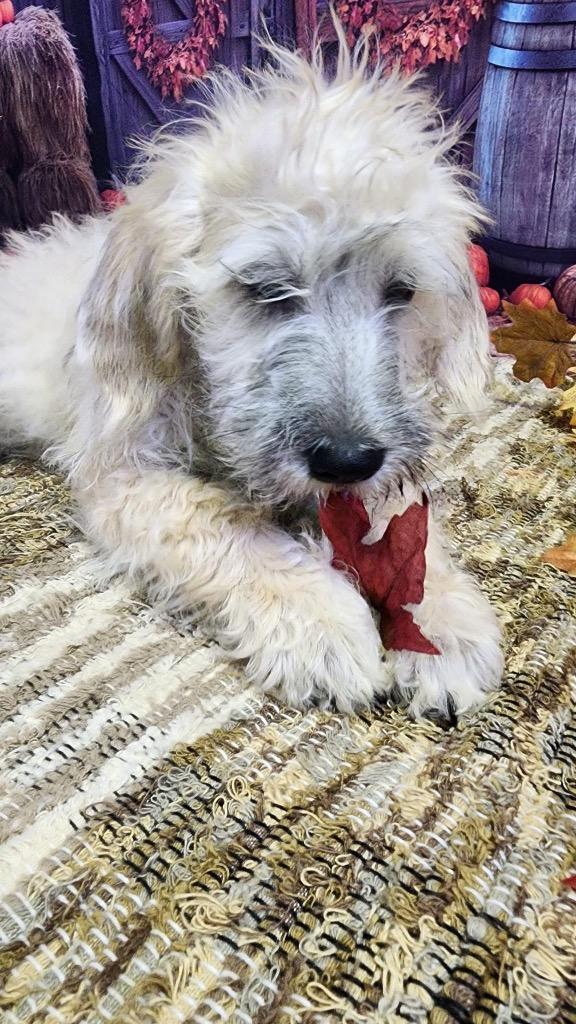 Shelby, a Adopted mixed breed in Bristol, WI image 6/6