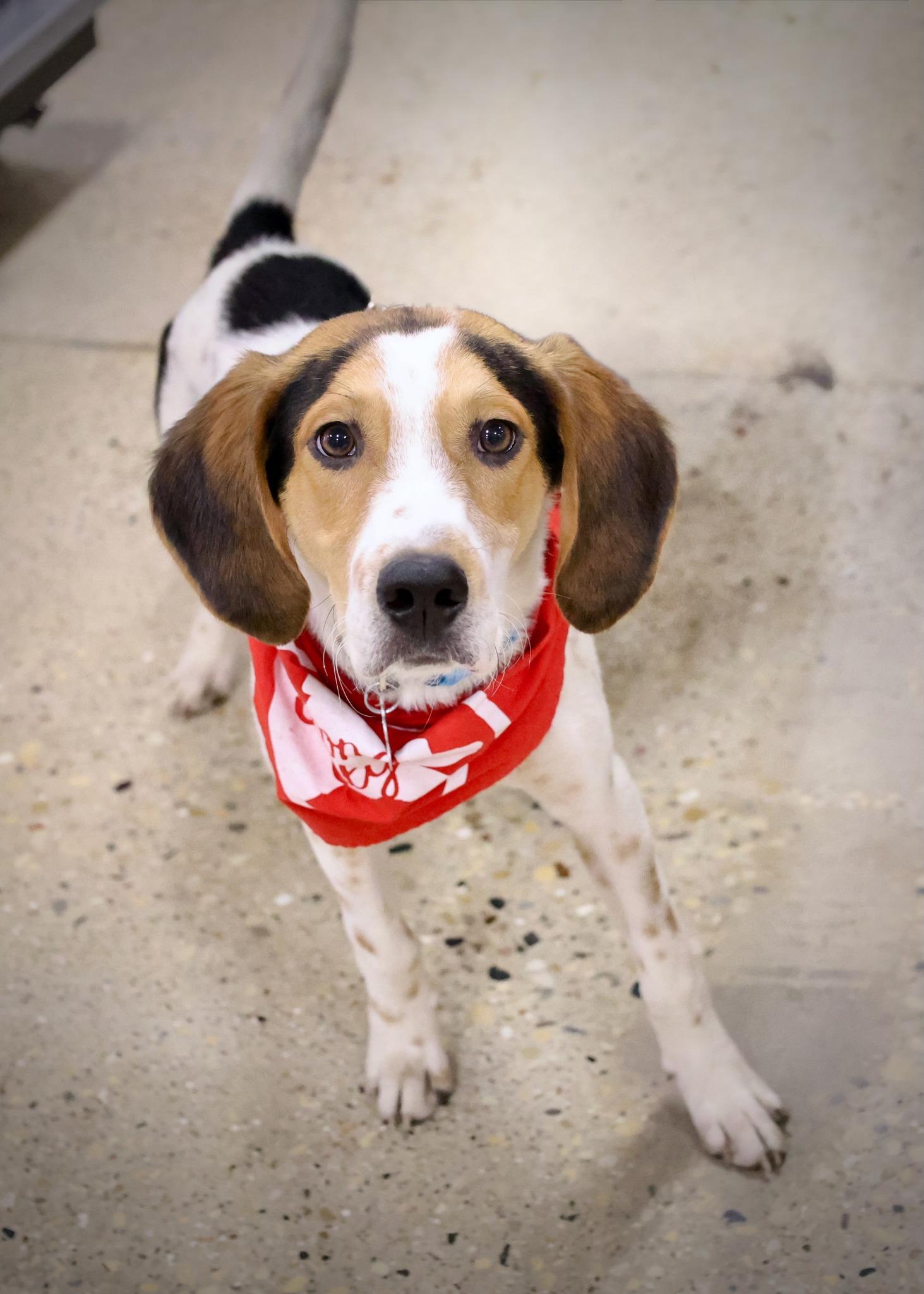 Sundance, a Adoptable mixed breed image 2/6