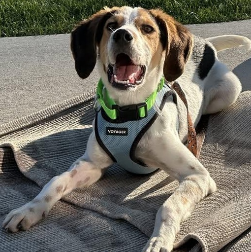 Sundance, a Adoptable mixed breed image 4/6