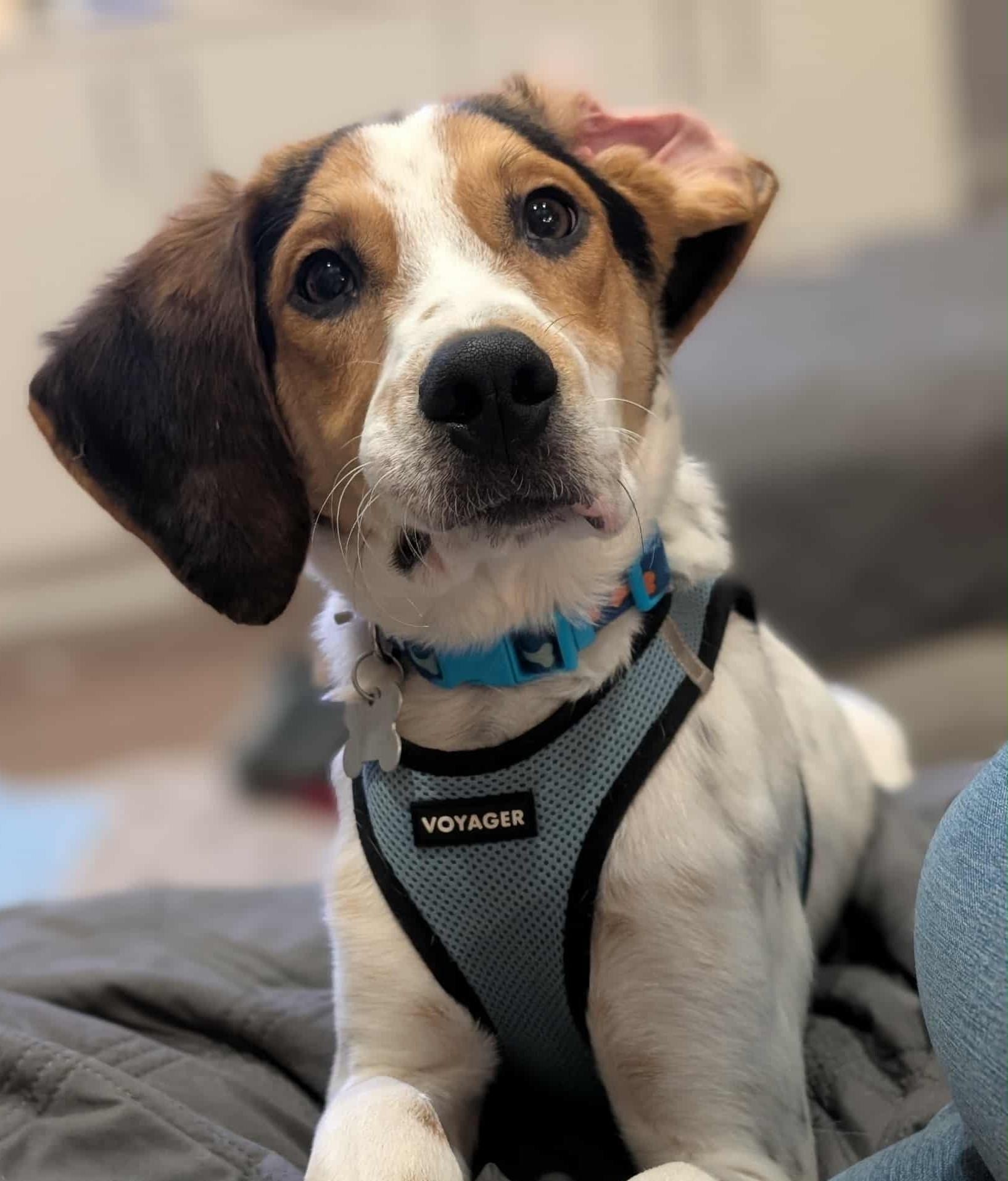 Sundance, a Adoptable mixed breed image 3/6