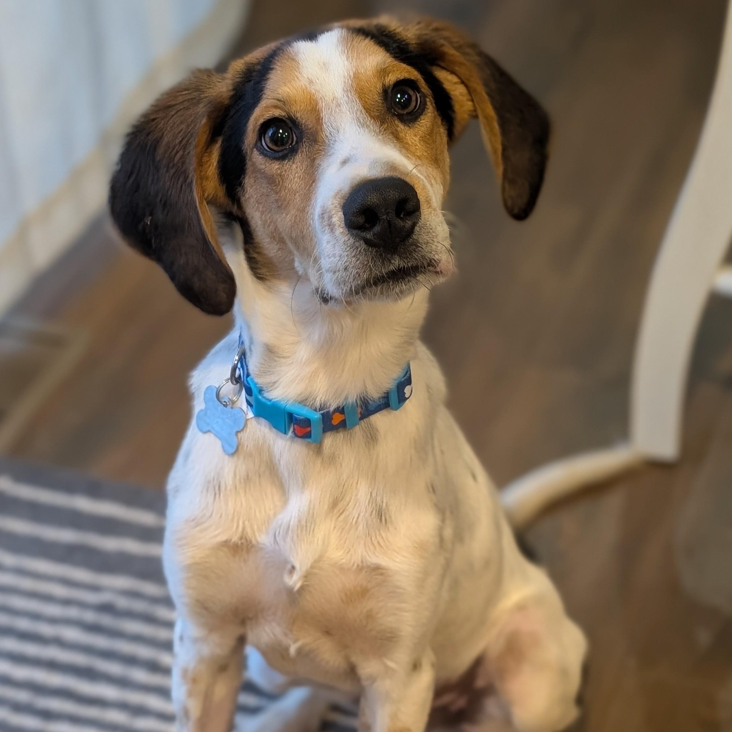 Sundance, a Adoptable mixed breed image 5/6