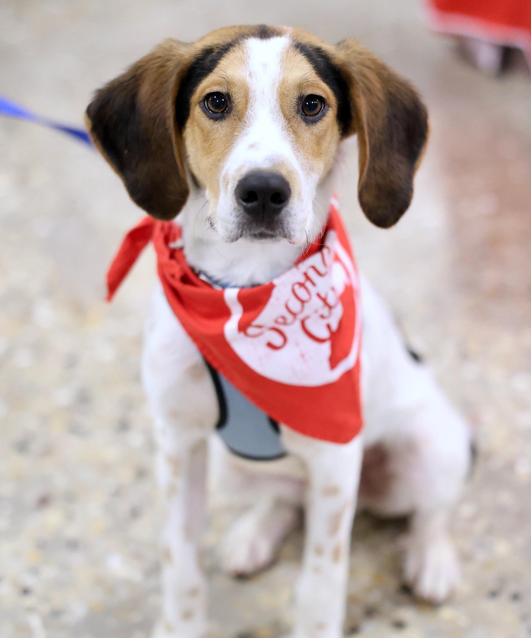 Sundance, a Adoptable mixed breed image 1/6