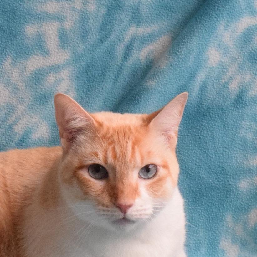 Snow, a Adoptable Domestic Short Hair in Eureka, CA image 1/3