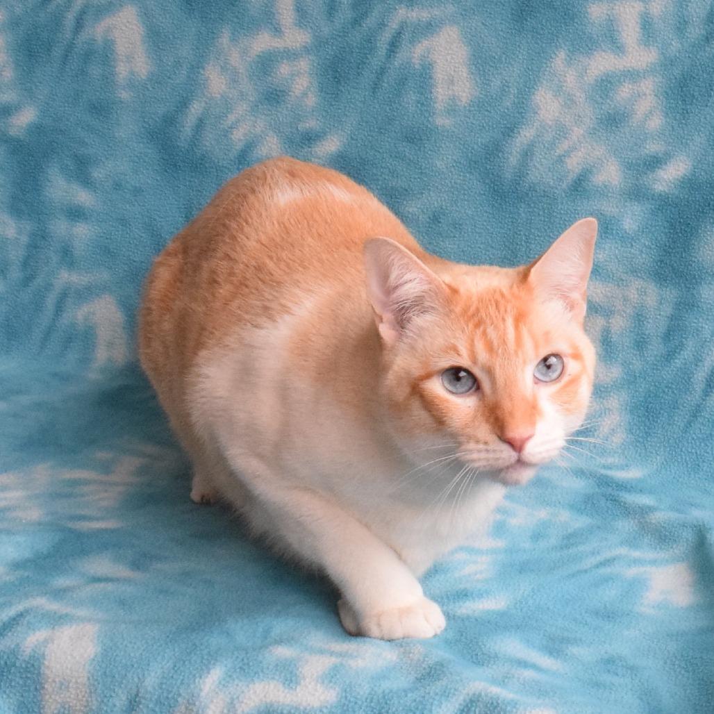 Snow, a Adoptable Domestic Short Hair in Eureka, CA image 2/3