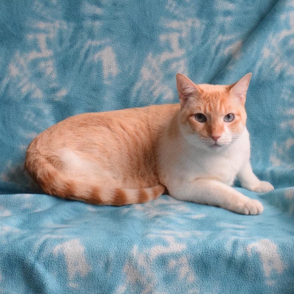Snow, a Adoptable Domestic Short Hair in Eureka, CA image 3/3