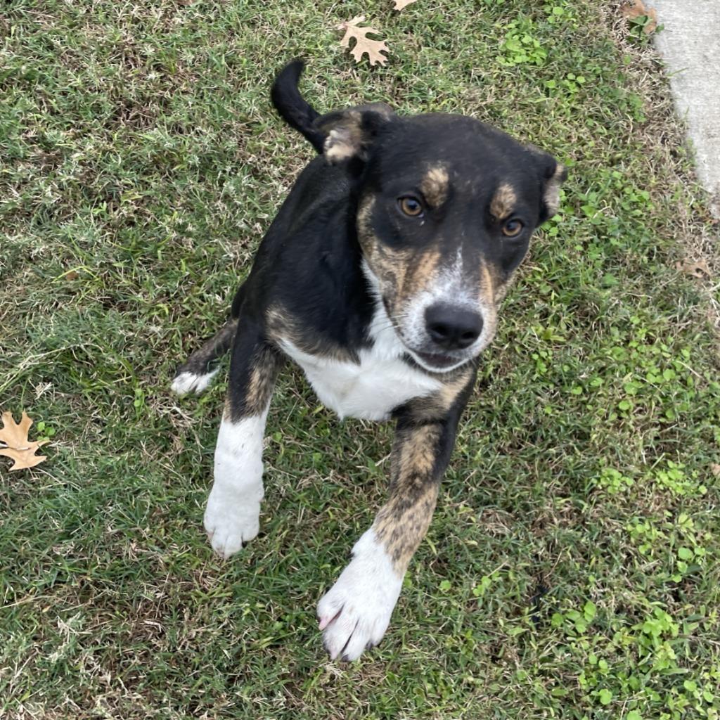 Franny, Adoptable, Puppy Female Mixed Breed.