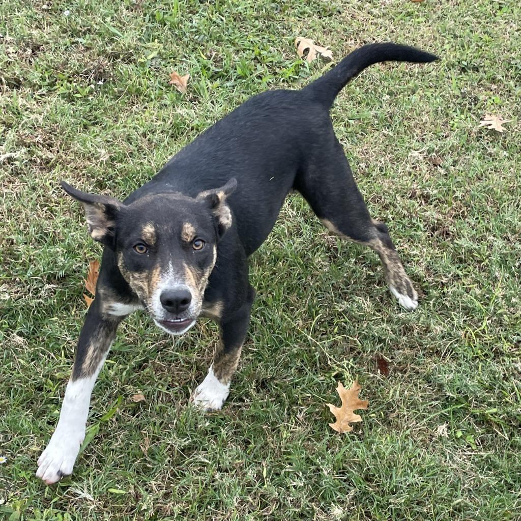 Franny, Adoptable, Puppy Female Mixed Breed.
