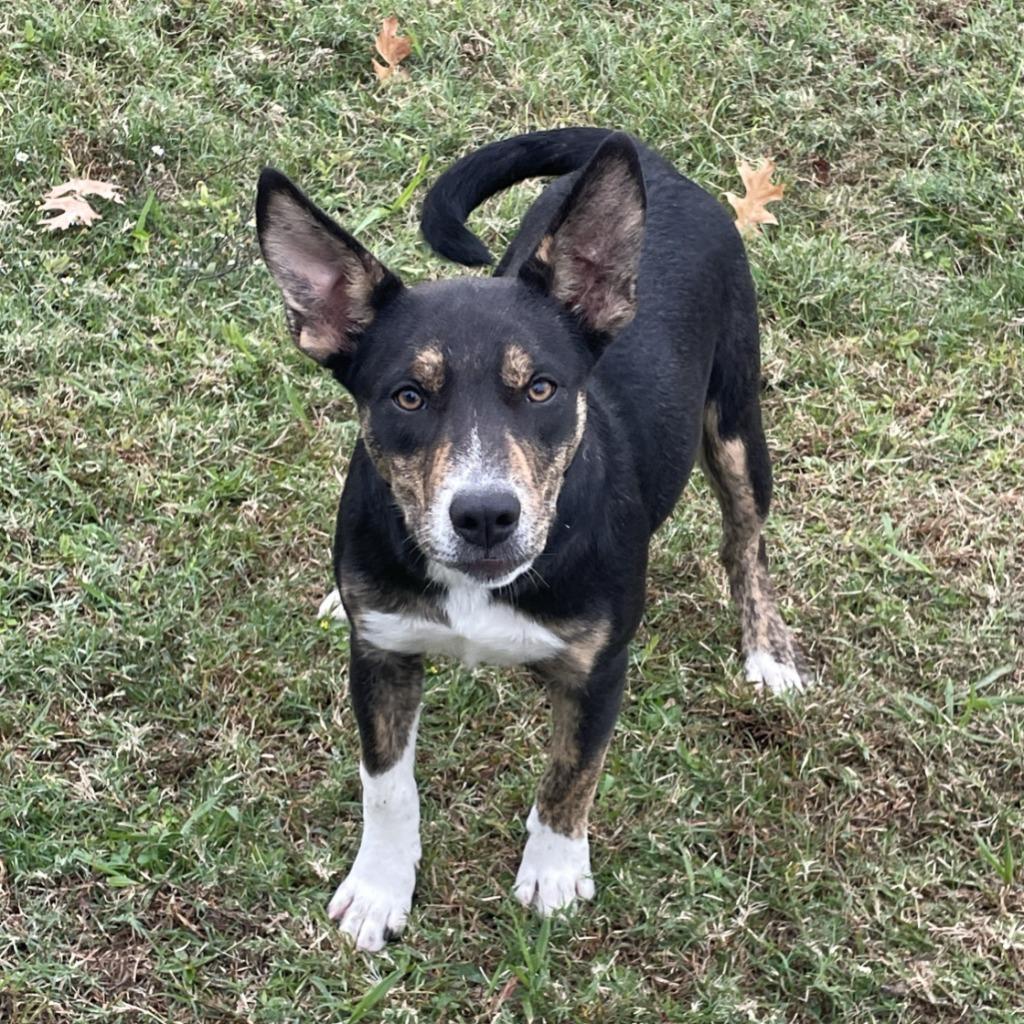 Enlarge Franny, a Adoptable mixed breed in Brenham, TX image 5/6
