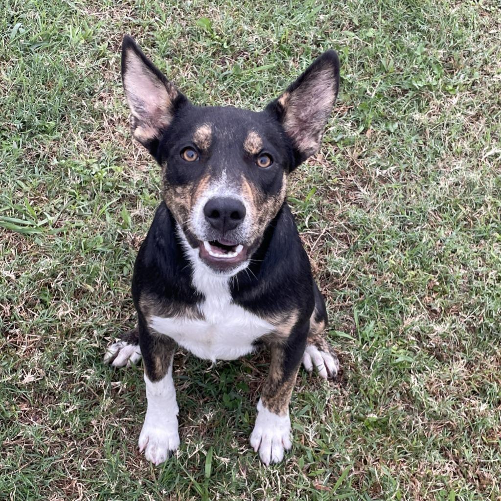 Enlarge Franny, a Adoptable mixed breed in Brenham, TX image 6/6