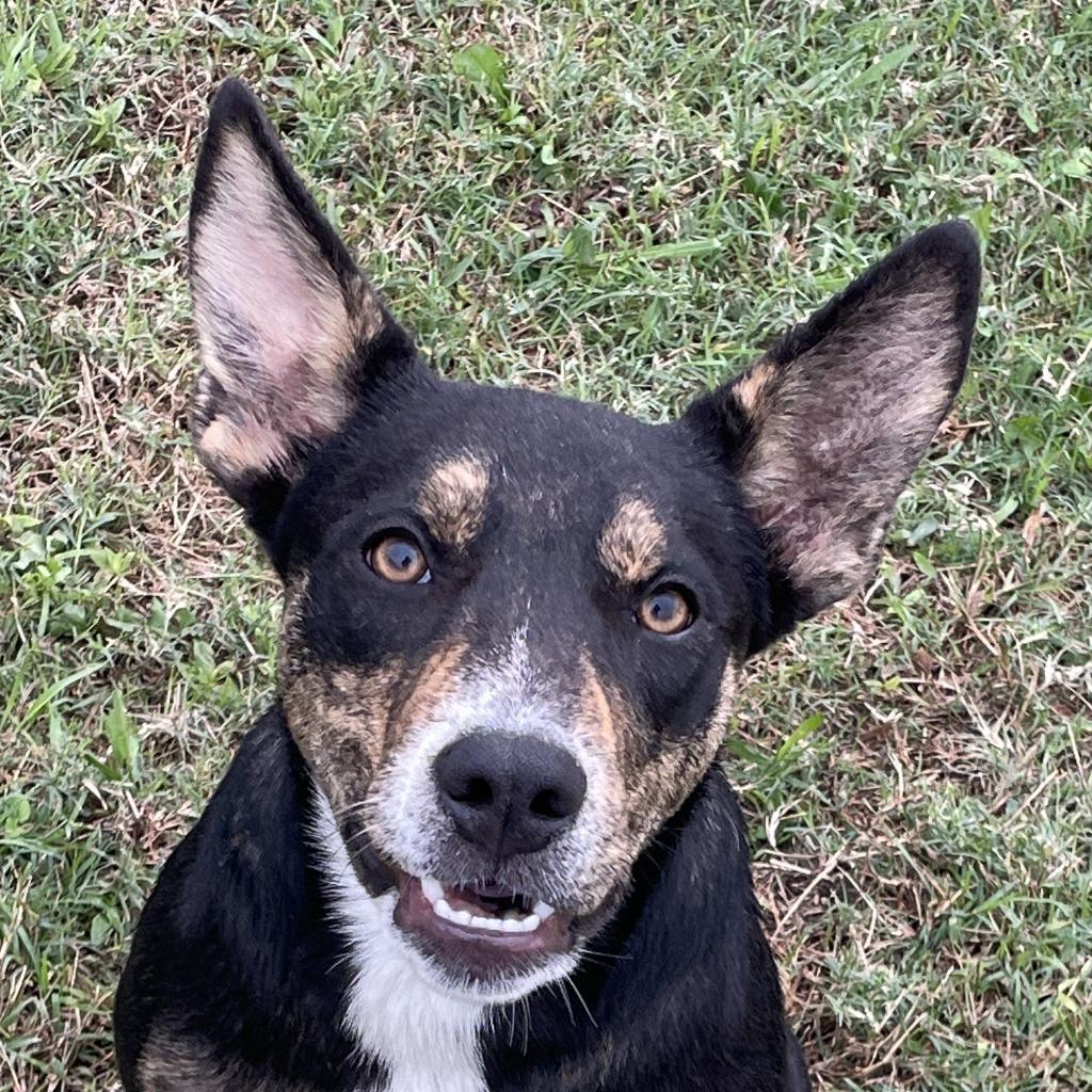 Enlarge Franny, a Adoptable mixed breed in Brenham, TX image 1/6