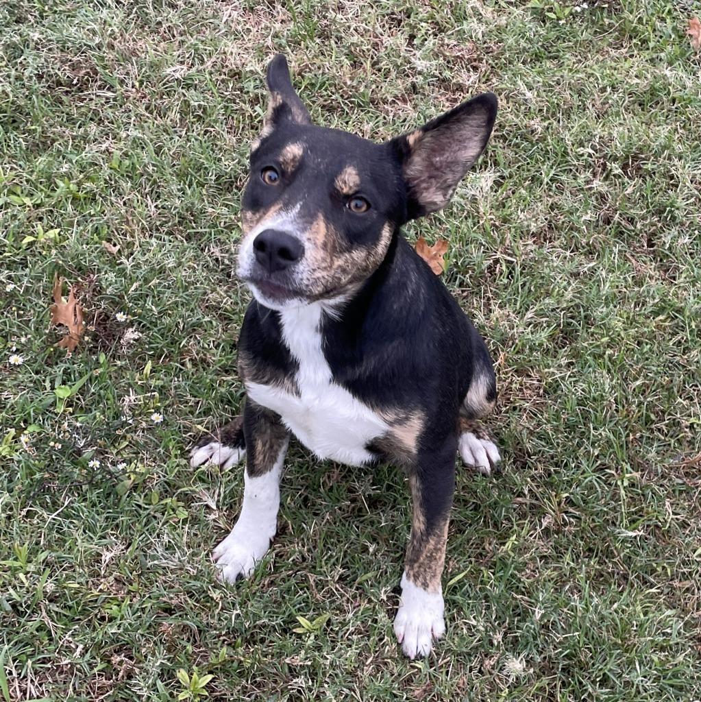 Enlarge Franny, a Adoptable mixed breed in Brenham, TX image 6/6