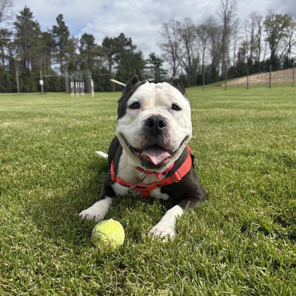 Enlarge Panda, a Adoptable Mixed Breed in Bangall, NY image 1/6