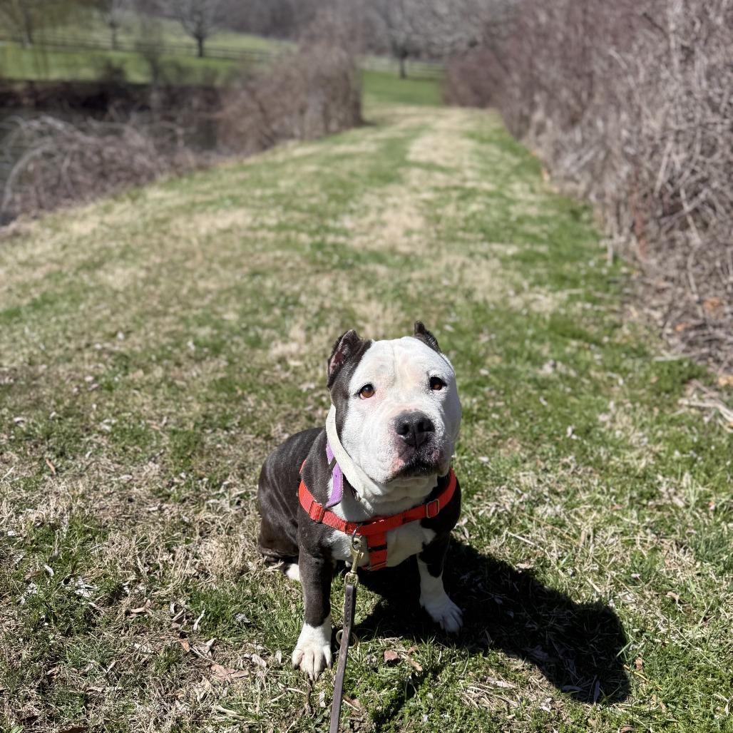 Enlarge Panda, a Adoptable Mixed Breed in Bangall, NY image 3/6
