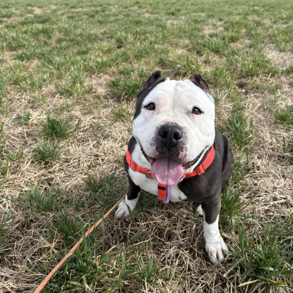 Enlarge Panda, a Adoptable Mixed Breed in Bangall, NY image 4/6