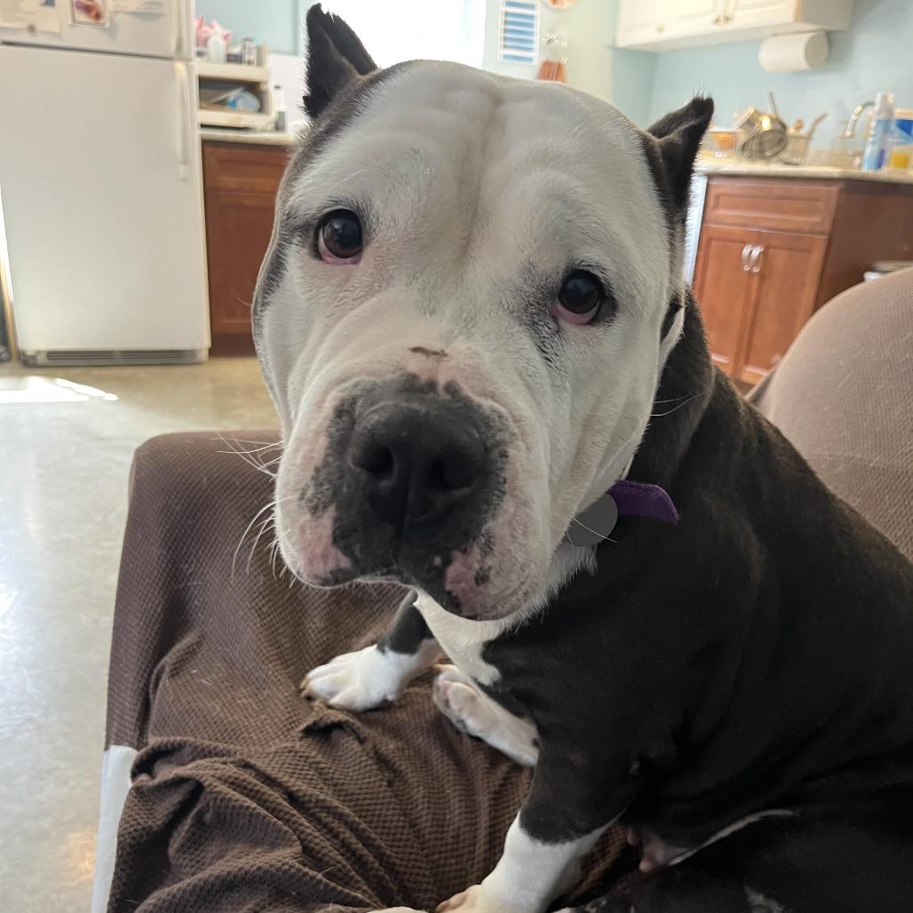 Enlarge Panda, a Adoptable Mixed Breed in Bangall, NY image 5/6