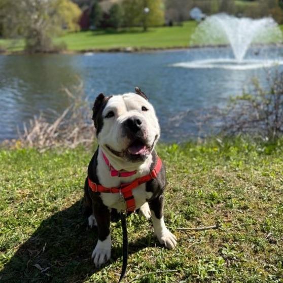 Enlarge Panda, a Adoptable Mixed Breed in Bangall, NY image 6/6