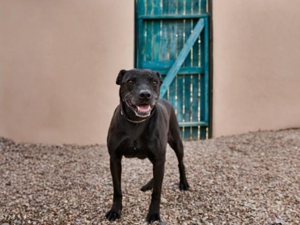 SERAFINA, Adoptable, Senior Female Mixed Breed.