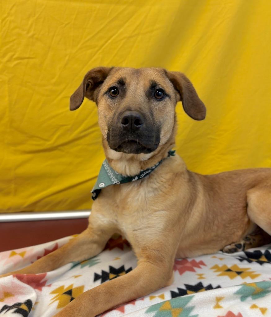 Enlarge Catfish Charlie, a Adoptable Black Mouth Cur in Nacogdoches, TX image 1/5