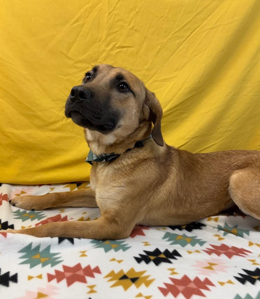 Enlarge Catfish Charlie, a Adoptable Black Mouth Cur in Nacogdoches, TX image 2/5